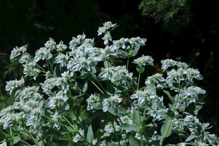 银边翠   