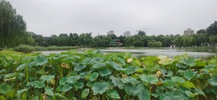 公园风景  