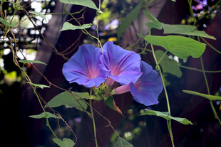 牵牛花