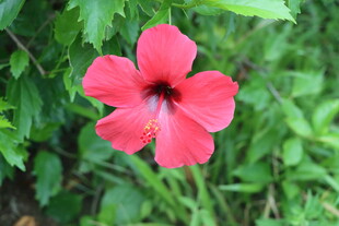 扶桑花