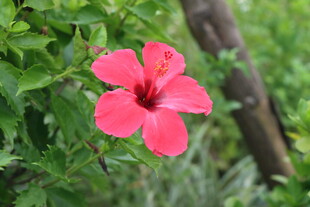 扶桑花