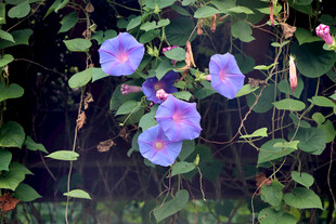 牵牛花