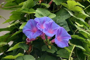 牵牛花