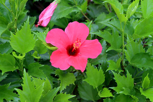 扶桑花
