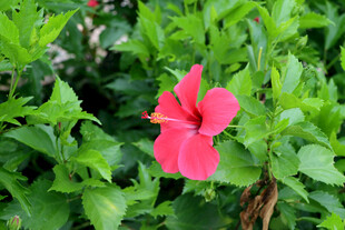 扶桑花