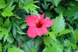扶桑花