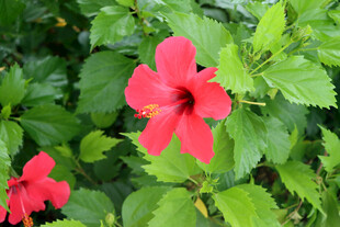 扶桑花