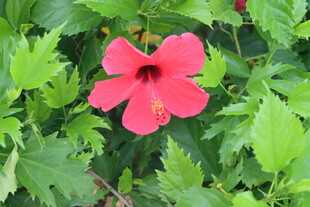 扶桑花