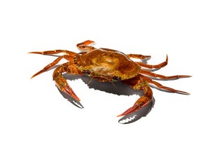 金秋高级食材大闸蟹螃蟹图片