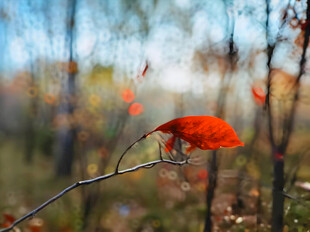 红叶