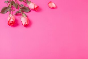 红玫瑰礼物蝴蝶结情人节素材图片