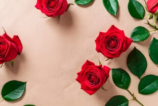 红玫瑰礼物蝴蝶结情人节素材图片