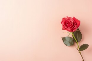 红玫瑰礼物蝴蝶结情人节素材图片