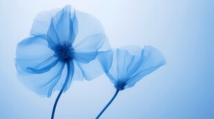 清爽鲜花花瓣花朵露珠背景图