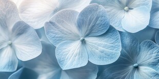 清爽鲜花花瓣花朵露珠背景图