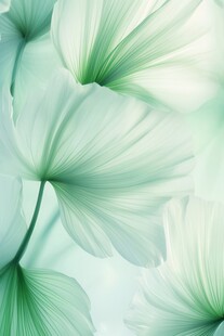 清爽鲜花花瓣花朵露珠背景图