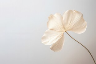 清爽鲜花花瓣花朵露珠背景图