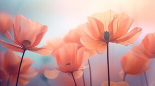 清爽鲜花花瓣花朵露珠背景图