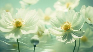 清爽鲜花花瓣花朵露珠背景图