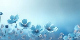 清爽鲜花花瓣花朵露珠背景图