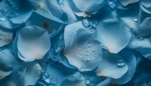 清爽鲜花花瓣花朵露珠背景图