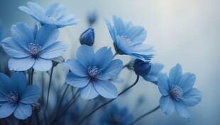 清爽鲜花花瓣花朵露珠背景图