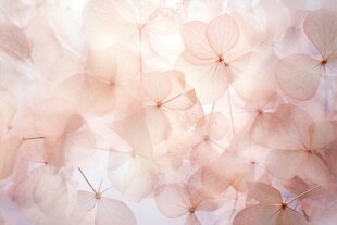 清爽鲜花花瓣花朵露珠背景图