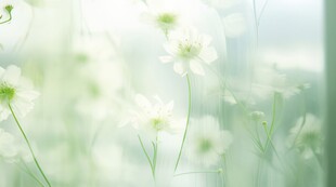 清爽鲜花花瓣花朵露珠背景图