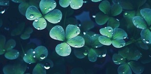 清爽荷叶叶子四叶草铜钱草露珠