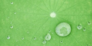 清爽荷叶叶子四叶草铜钱草露珠