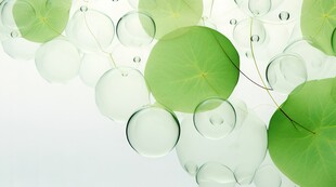 清爽荷叶叶子四叶草铜钱草露珠