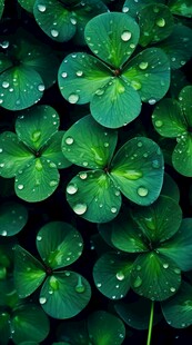 清爽荷叶叶子四叶草铜钱草露珠