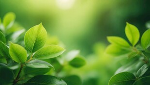 清爽荷叶叶子四叶草铜钱草露珠