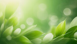 清爽荷叶叶子四叶草铜钱草露珠