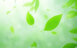 清爽荷叶叶子四叶草铜钱草露珠