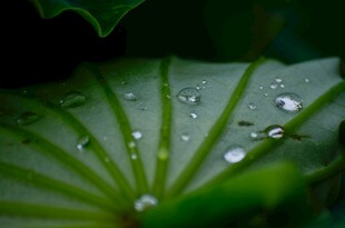 清爽荷叶叶子四叶草铜钱草露珠