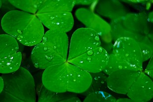 清爽荷叶叶子四叶草铜钱草露珠