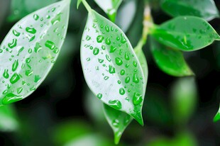 清爽荷叶叶子四叶草铜钱草露珠