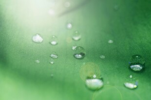 清爽荷叶叶子四叶草铜钱草露珠