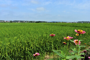五彩缤纷的田野