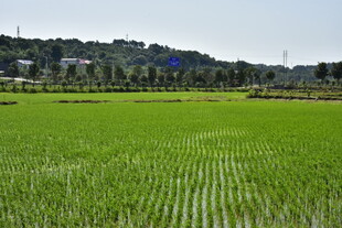 绿色的田野 水稻 禾苗 美丽 