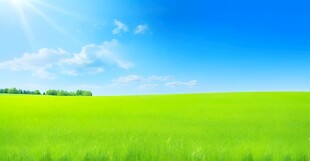 春光明媚户外风景鲜花草地