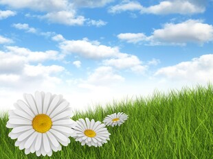 春光明媚户外风景鲜花草地