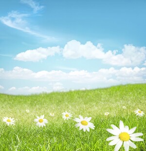 春光明媚户外风景鲜花草地