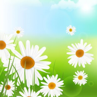 明媚清晨鲜花蝴蝶菊花叶子草地图