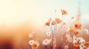 明媚清晨鲜花蝴蝶菊花叶子草地图