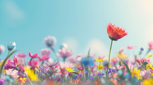 明媚清晨鲜花蝴蝶菊花叶子草地图