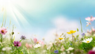 明媚清晨鲜花蝴蝶菊花叶子草地图