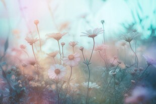 明媚清晨鲜花蝴蝶菊花叶子草地图