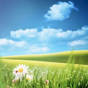 明媚清晨鲜花蝴蝶菊花叶子草地图